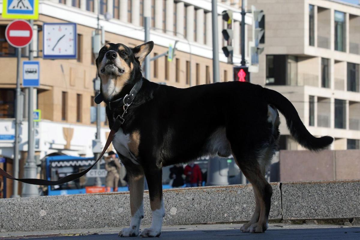 Собаки чувствуют страх человека по запаху