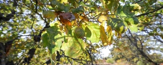 В Волгограде на деревьях заметили крупные трещины от опасного вредителя