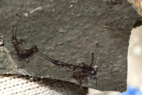 Палеонтологи обнаружили под Новокузнецком следы флоры и фауны юрского периода