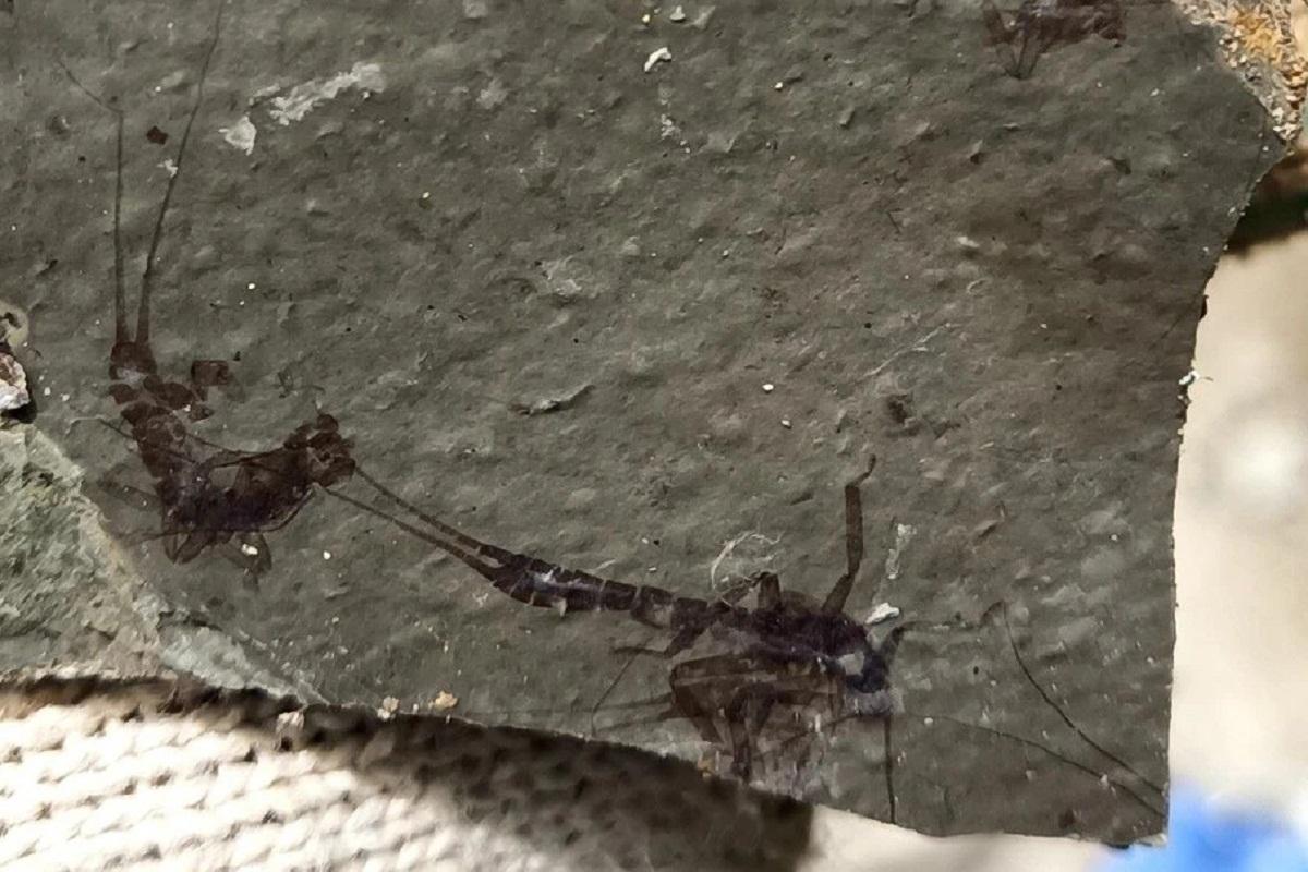 Палеонтологи обнаружили под Новокузнецком следы флоры и фауны юрского периода