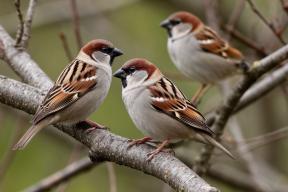 Начинается большая перепись «пернатых жителей» России