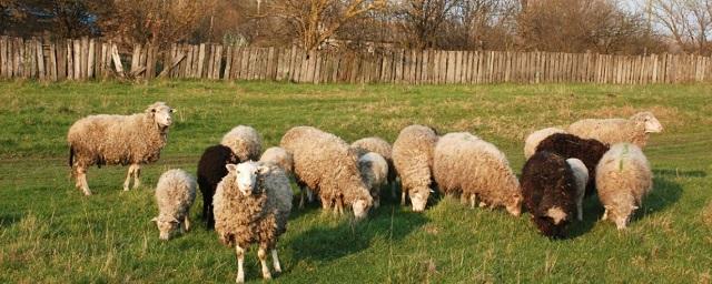 Под Новосибирском обнаружены останки овец