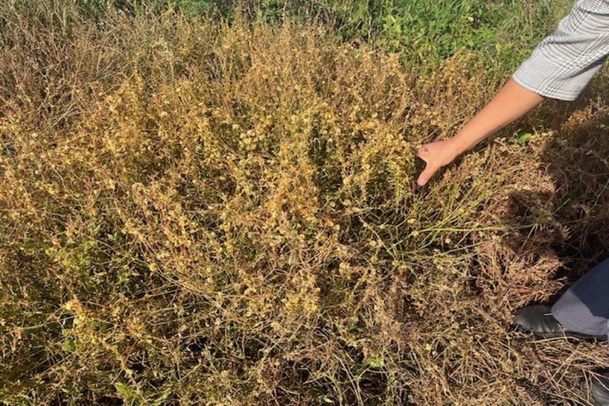 Башкирия вводит карантинные меры против распространения вредоносного растения-паразита