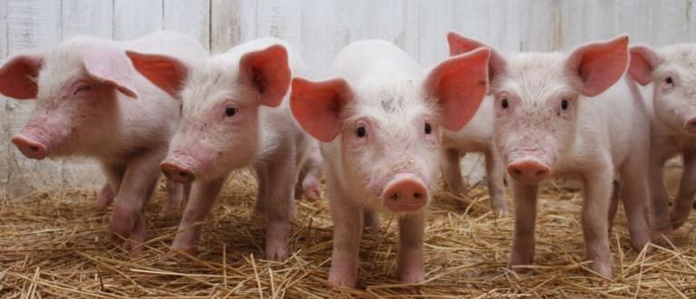 Ткачев: Производство мяса птицы и свинины выросло в РФ на 20%