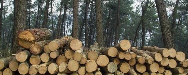 Российское правительство одобрило продажу японцам 75% крупнейшей лесной компании на Дальнем Востоке