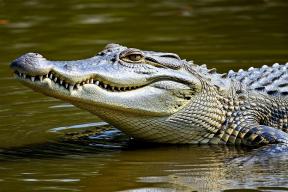 Во Флориде женщина приняла драку крокодилов за работу взломщика