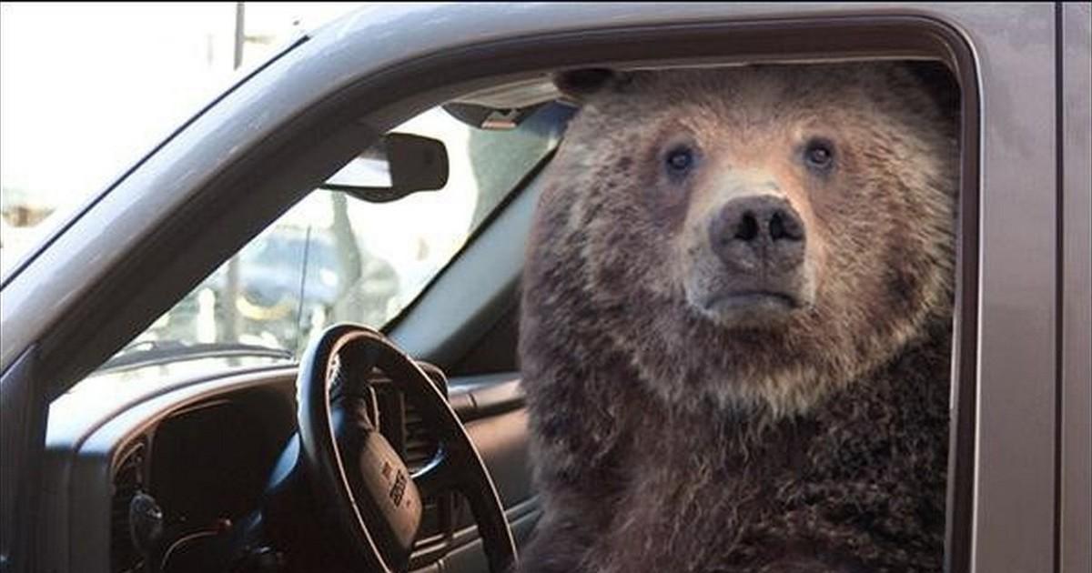 В США природоохранной полиции пришлось вызволять из машины медведицу с медвежонком, заблокировавших двери