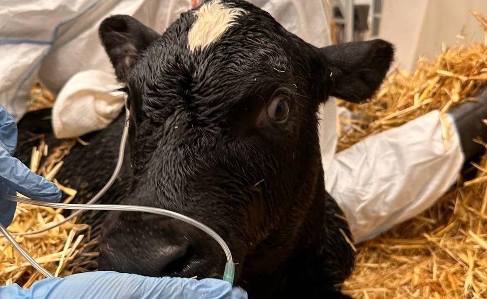 В биотехнологической лаборатории «Альтраген» Краснодарского края впервые клонировали корову