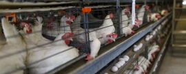 В Приморье УФАС возбудило дело в отношении птицефабрики за недостоверную рекламу