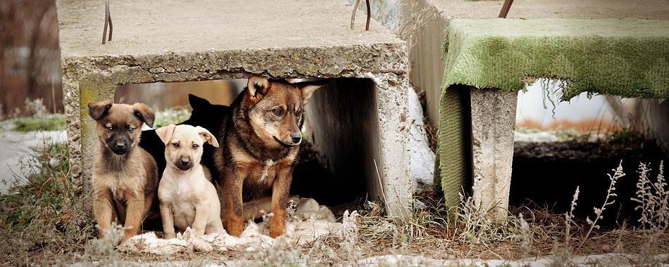 В России предложили штрафовать людей, выбрасывающих животных на улицу