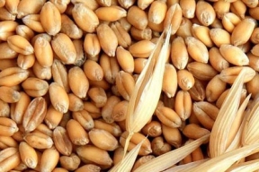 Белоруссия закупит до 500 тыс. тонн российского зерна в этом году