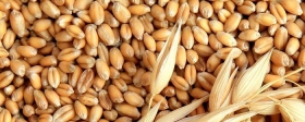 Белоруссия закупит до 500 тыс. тонн российского зерна в этом году