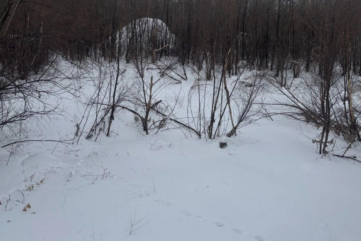 «Тропа здоровья» в Оренбурге превращается в тропу печали: под дорожками гниют деревья, а контейнеры выплевывают мусор