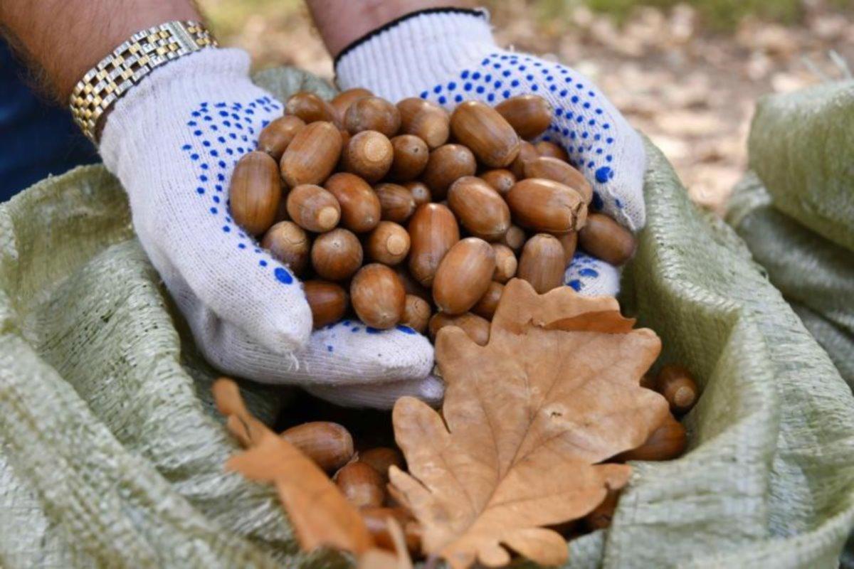В Татарстане начался сезон сбора желудей для восстановления лесных ресурсов региона