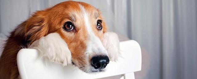 Ученые заявили об умении собак манипулировать хозяевами ради выгоды