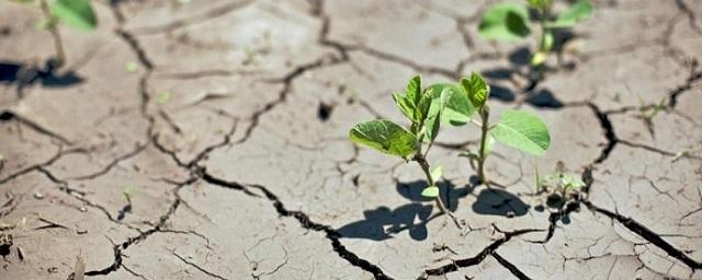 Ученые: На Земле сократился рост растительности