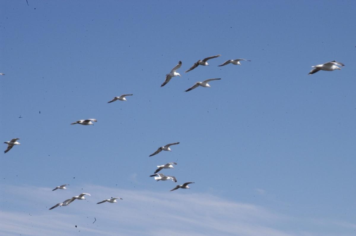 Власти Магадана запланировали способ борьбы с чайками по рекомендациям ученых