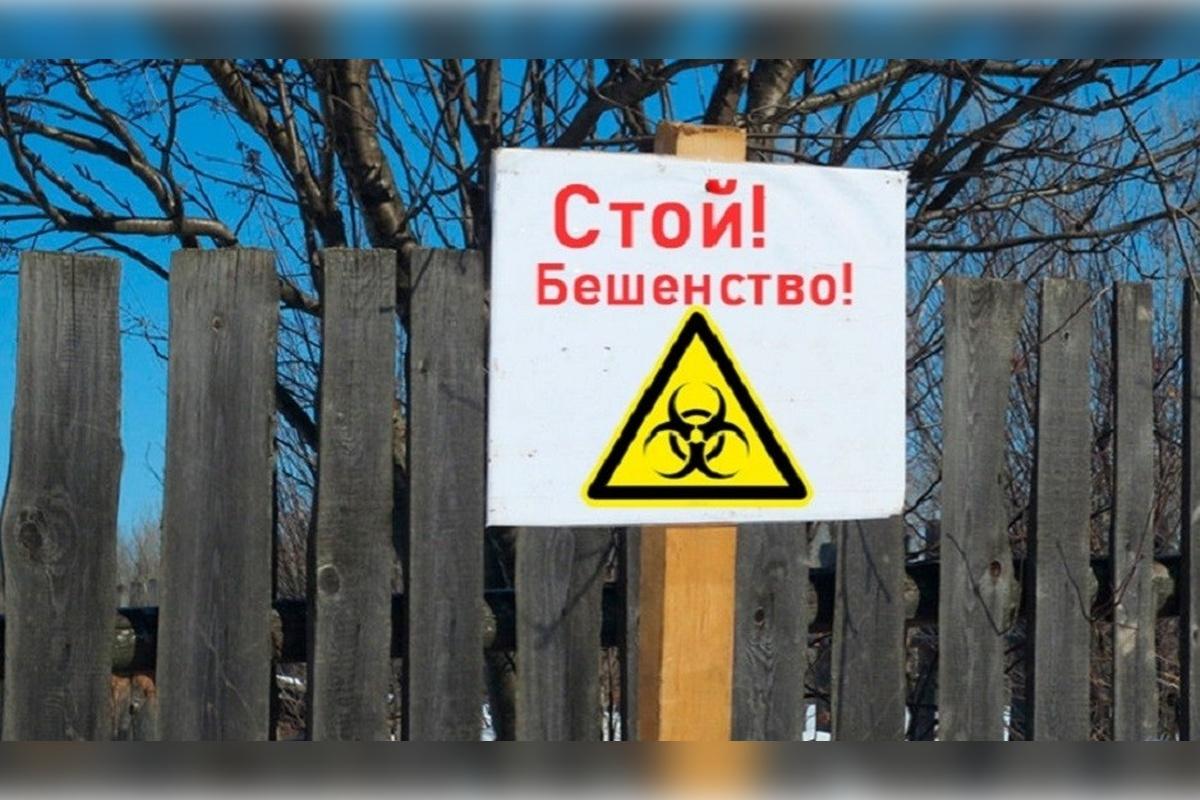 В поселке Новосибирской области установили карантин по бешенству