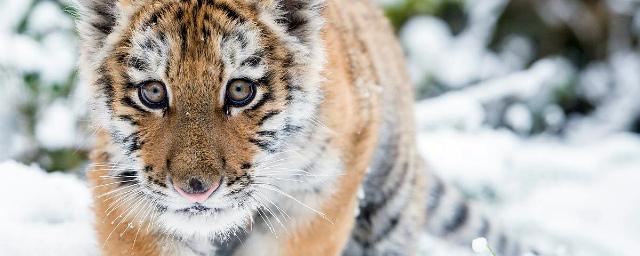 В Приморье обнаружили мертвого тигренка с огнестрельными ранениями