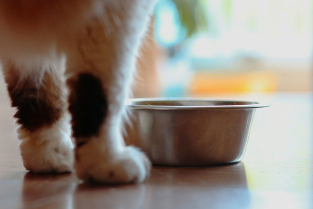 Стало известно, как нужно правильно давать еду кошке