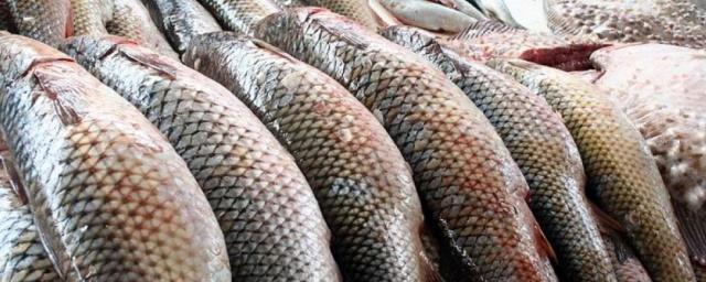 Минсельхоз: Вылов рыбы в России превысил 1,1 млн тонн