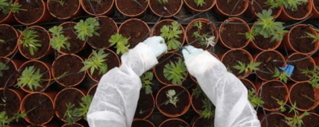 Парагвай начнет производить и продавать марихуану в медицинских целях