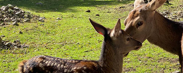 В Черкесии в Тебердинском парке молодая олениха стала мамой