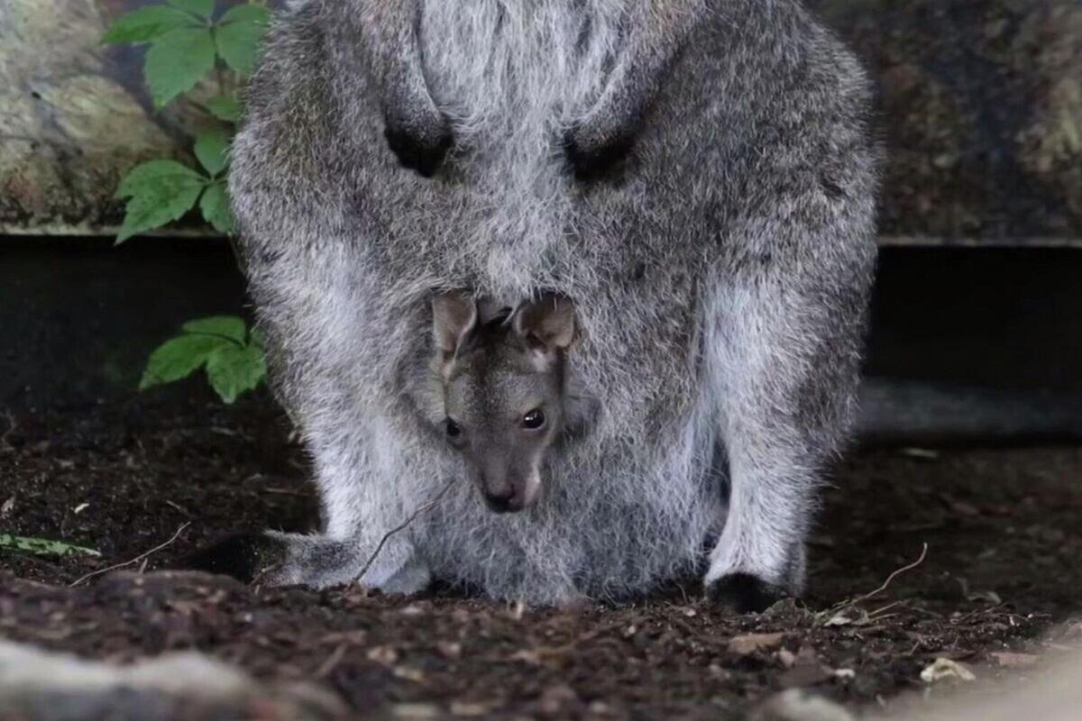 У кенгуру валлаби Гречи из Московского зоопарка появилось потомство
