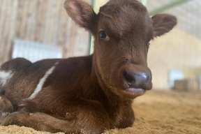 Необъяснимый случай произошел с коровой в Магаданской области