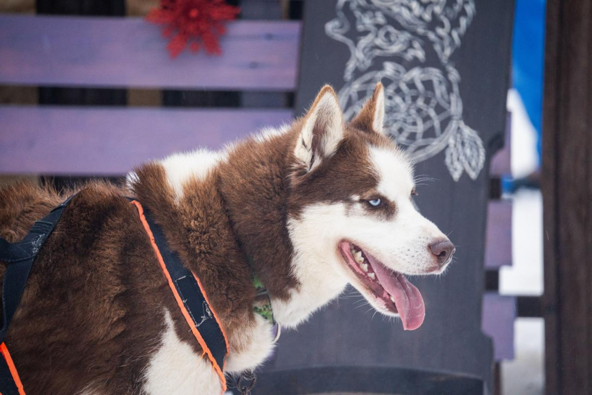 В Московской области уточнены требования к содержанию домашних животных