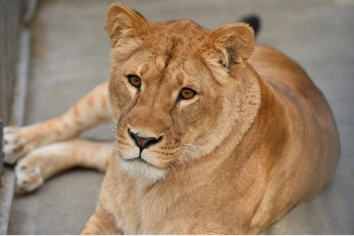 9-летняя львица Олесия умерла в Ростовском зоопарке