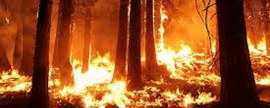 В Якутии сократилась площадь лесных пожаров