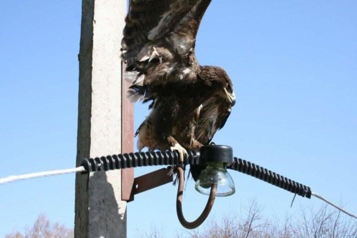 В Костромской области энергетики оснастят опоры ЛЭП птицезащитными приспособлениями