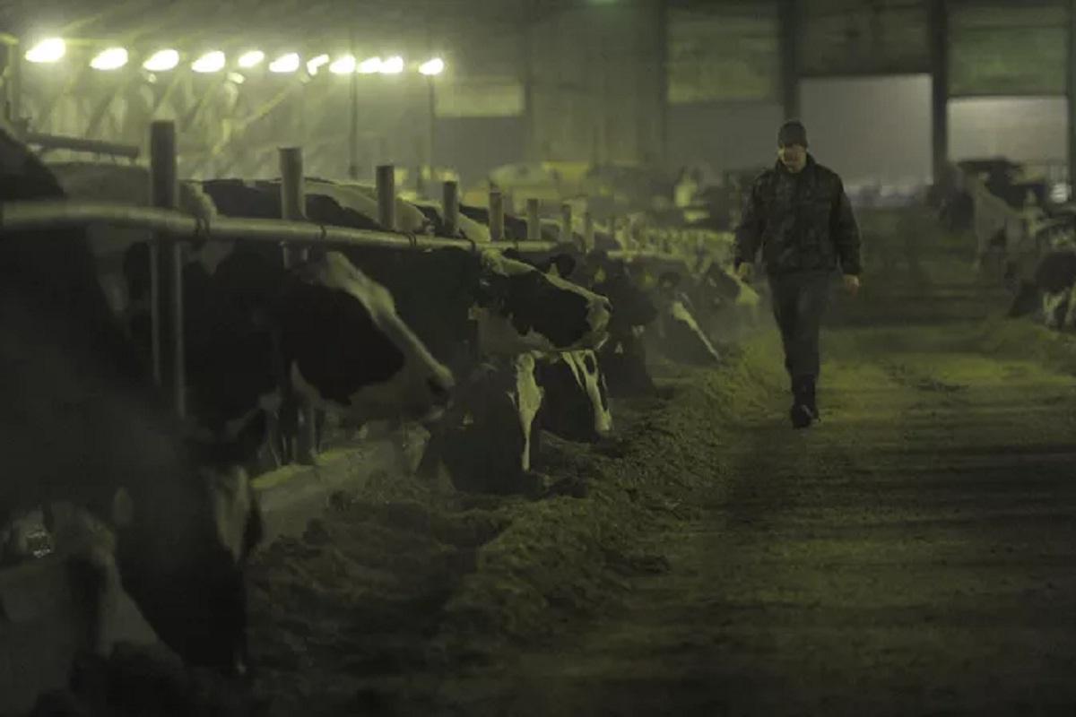 В Волгоградской области обнаружили лейкоз КРС