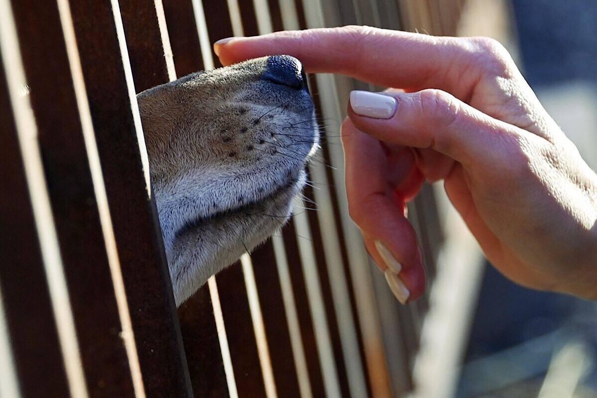 Обычное лизание собаки привело к трагедии и смерти 83-летней женщины в Великобритании
