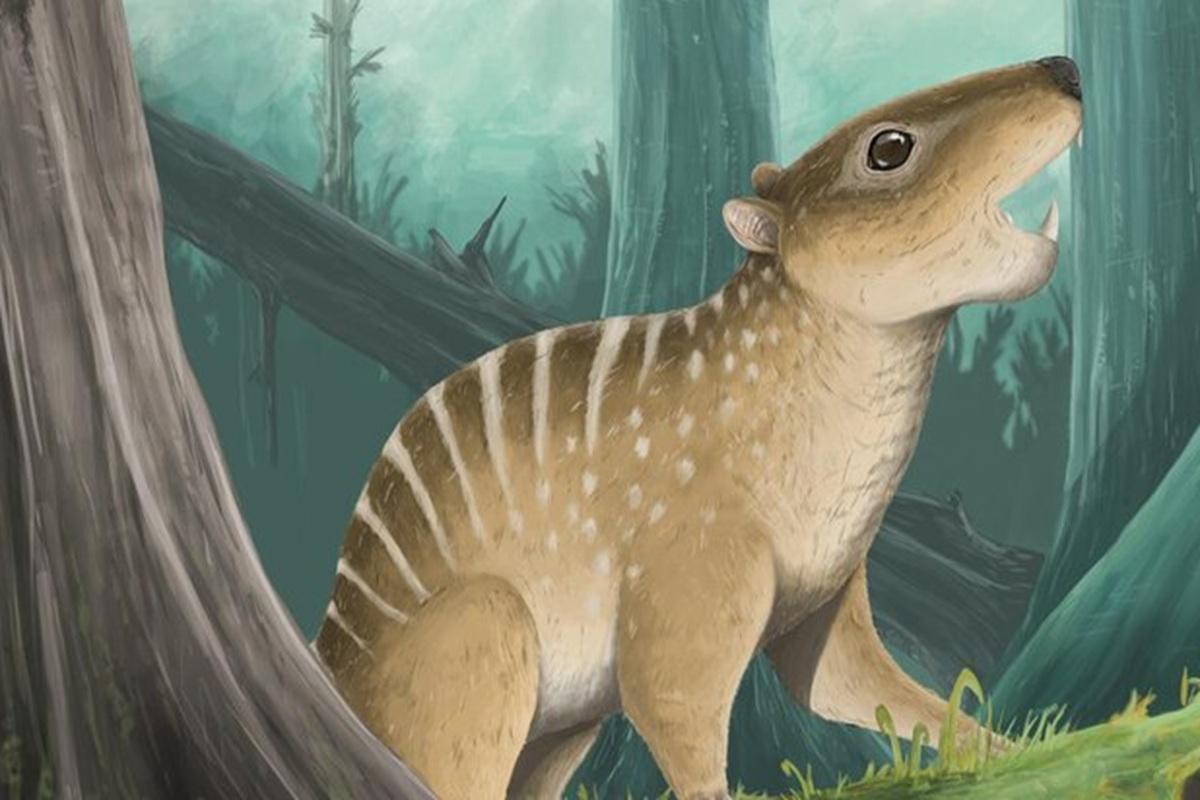 Палеонтологи обнаружили останки млекопитающих, не известных ранее науке