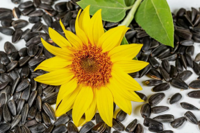 St. Petersburg stores found seeds with poison, which is dangerous for humans