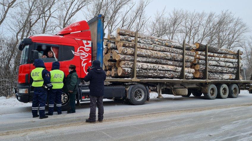 В Ульяновской области борятся с незаконной вырубкой леса