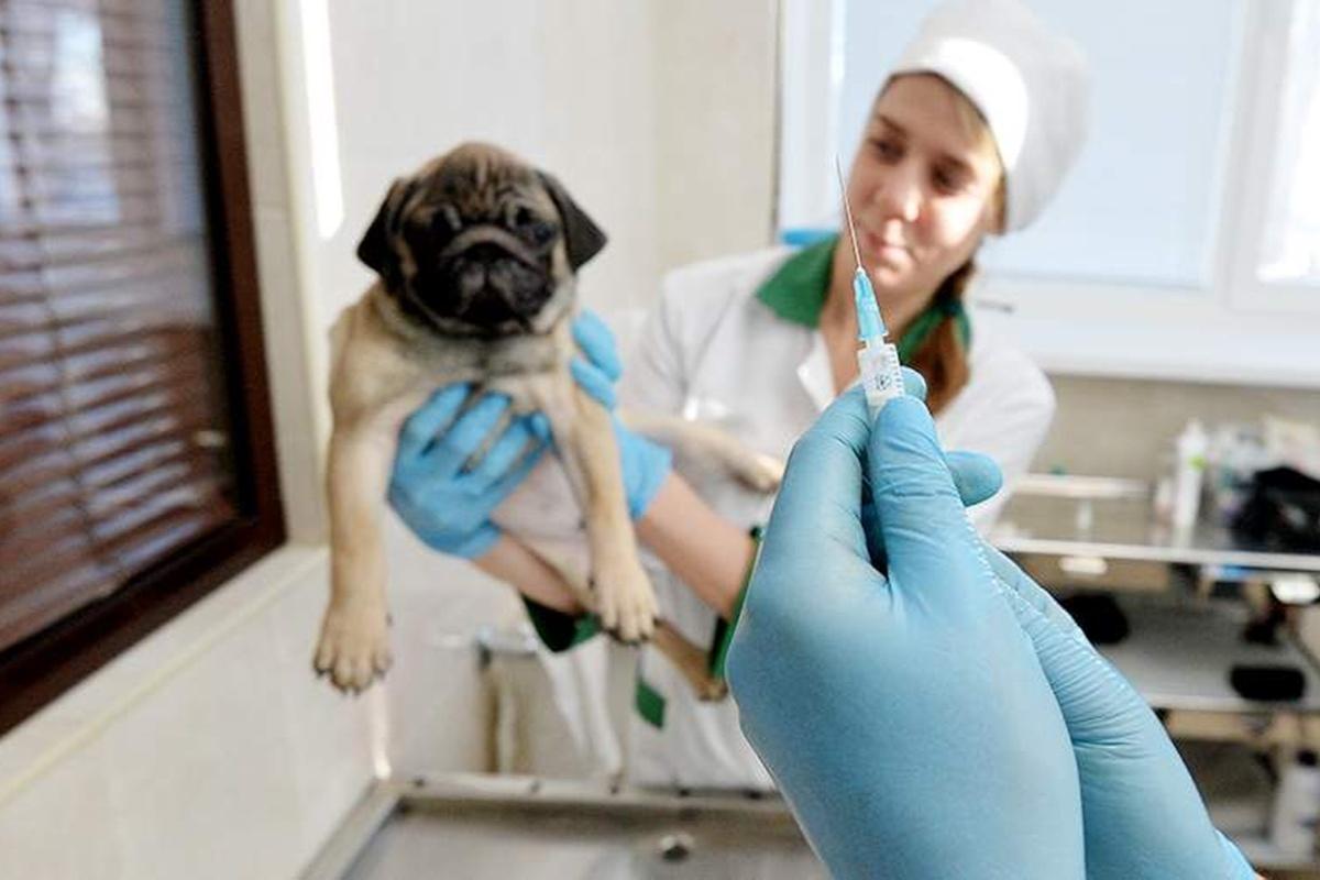 С начала года в Калужской области сделали прививки 218 тысячам животным