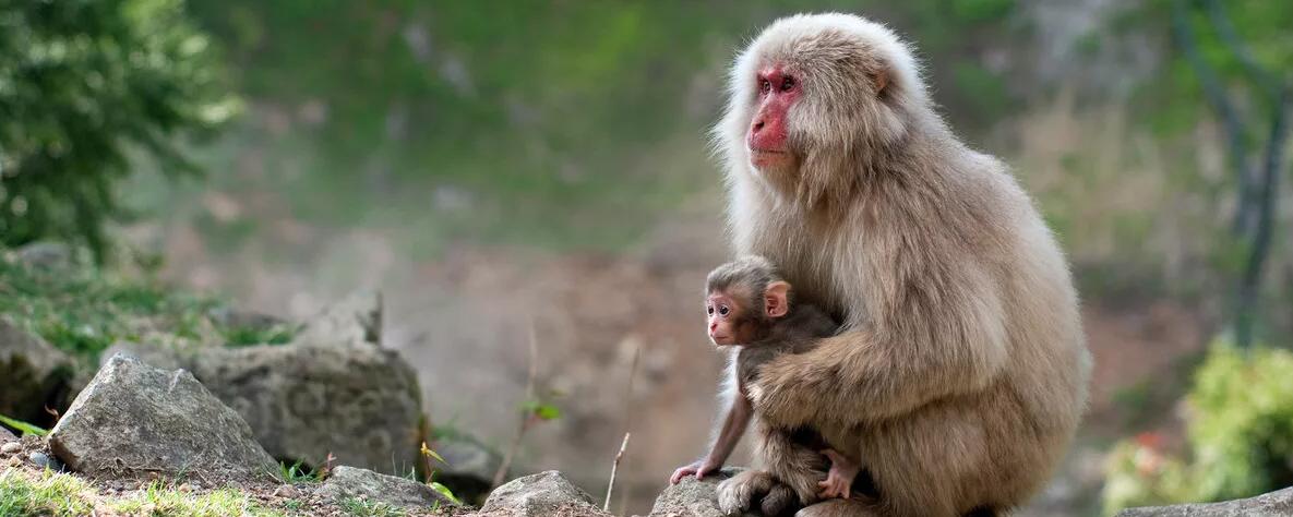 Ученые заявили о схожести мышления обезьян и американцев