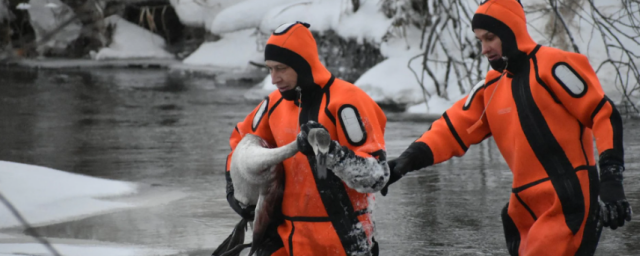 В Марий Эл спасатели вызволили из ледяного плена молодого лебедя