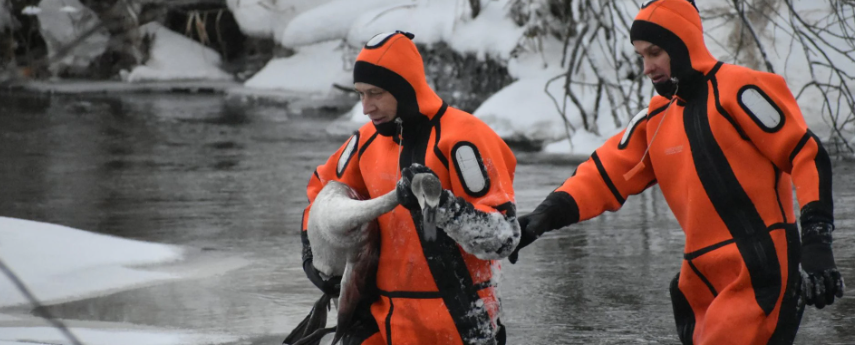В Марий Эл спасатели вызволили из ледяного плена молодого лебедя