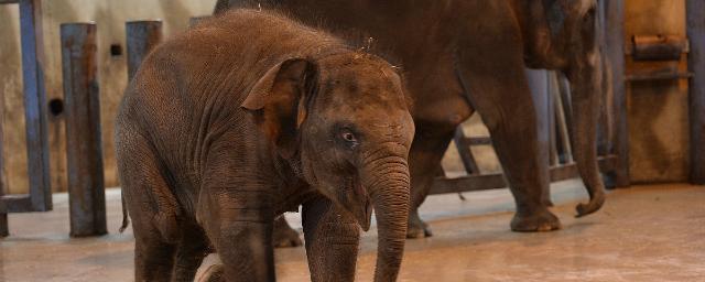 Видео: Краснокнижного слоненка Эколь продали в цирк, чтобы спасти от отца