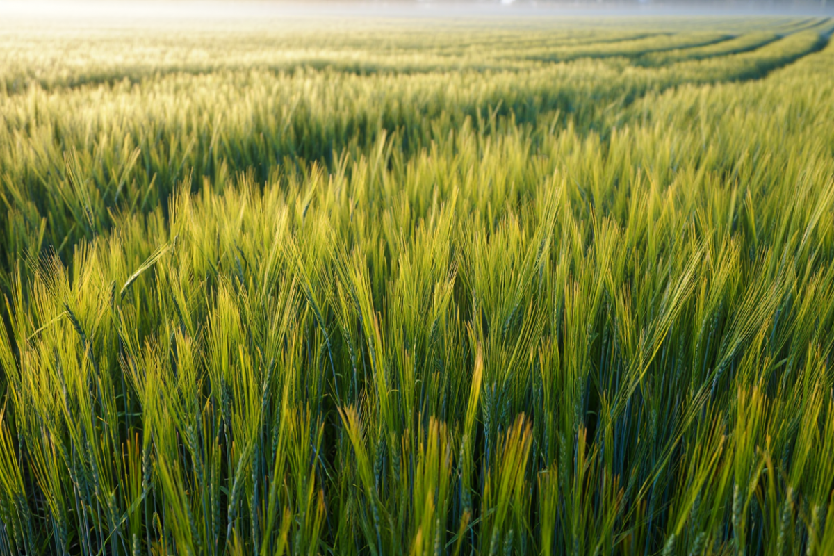 Назван район Мордовии, который лидирует по выполнению плана озимых