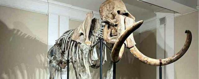 Скелет самца шерстистого мамонта появился в новосибирском музее