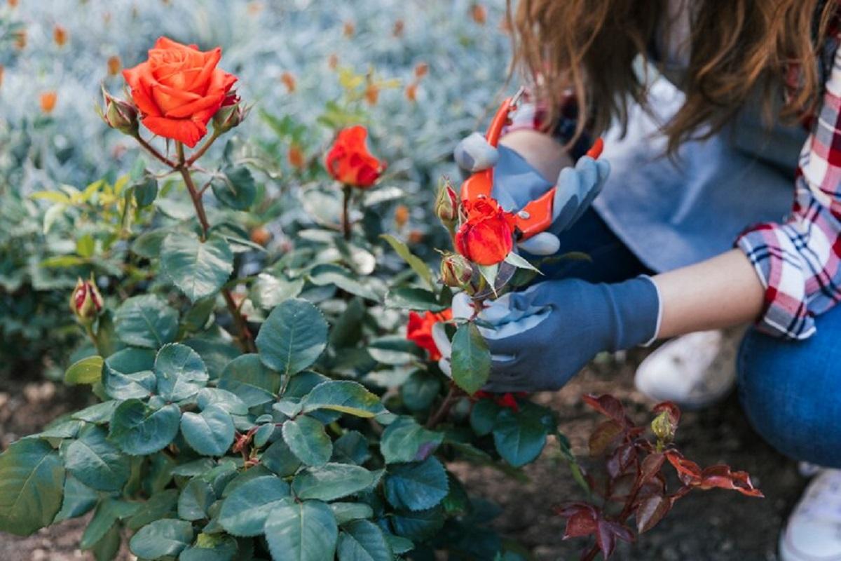 Как хранить саженцы роз, и на что обратить внимание при покупке?
