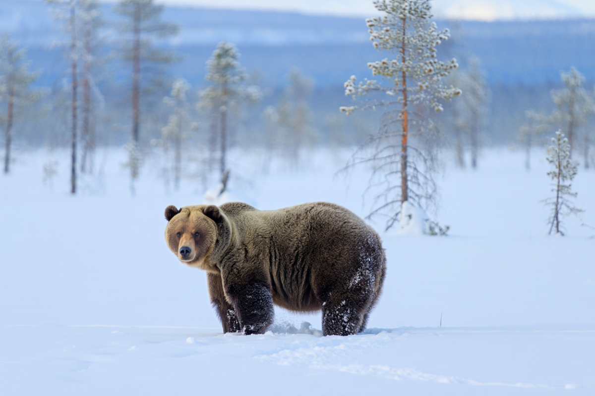 В Приангарье собираются регулировать отстрел медведей