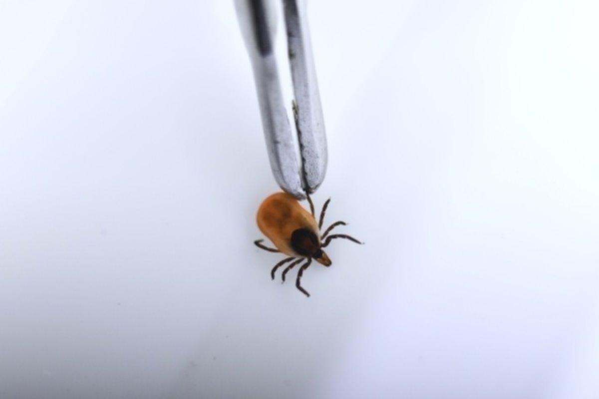 С наступлением осенней прохлады в Москве активизировались клещи