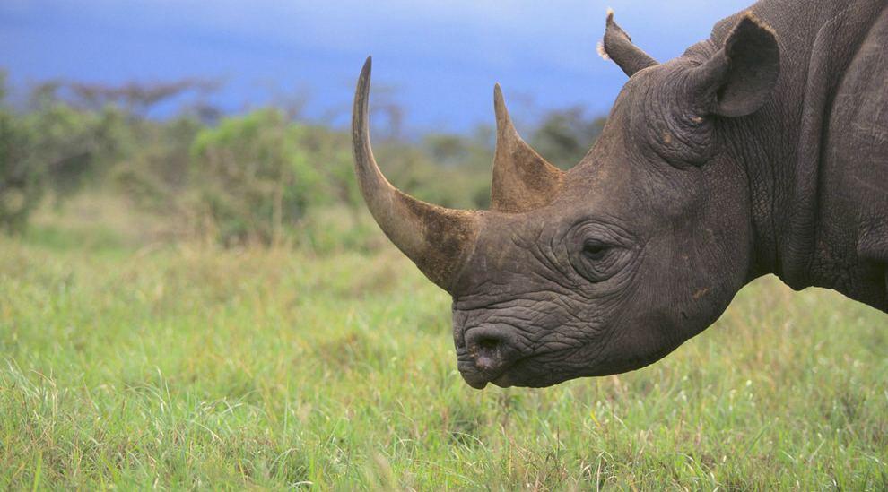 Искусственный рог может спасти носорогов от истребления