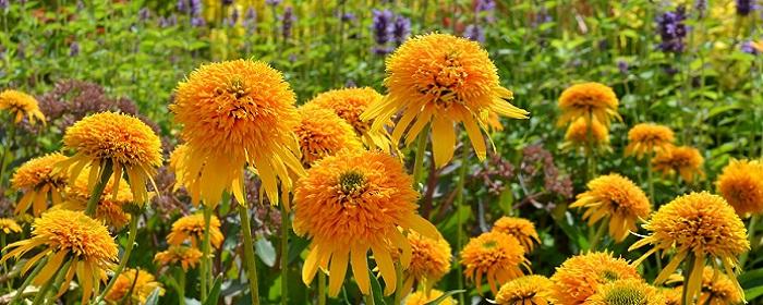 University of Connecticut scientists: Echinacea reduces risk of acute respiratory infections by 58%